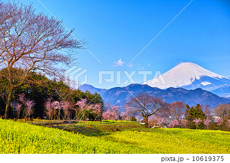 菜の花畑と富士山 10619375