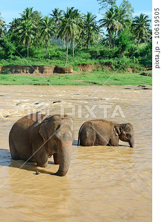 Elephants in the river Elephants in the river 10619505