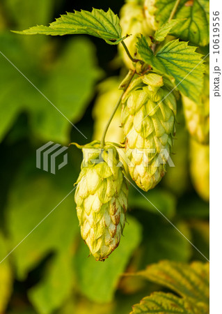 Humulus Humulus 10619556