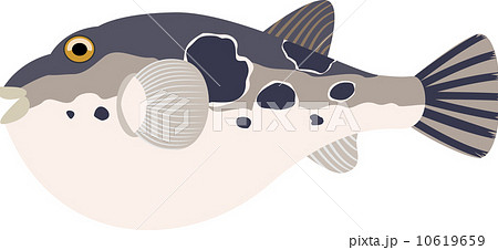 とらふぐ 10619659