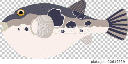 とらふぐ 10619659