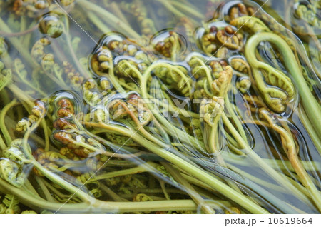 アク抜き中のワラビ 10619664