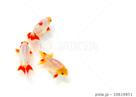 出雲なんきん〜島根県出雲地方で飼育されてきた金魚 出雲なんきん〜島根県出雲地方で飼育されてきた金魚 10619851