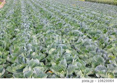 キャベツ畑 10620064