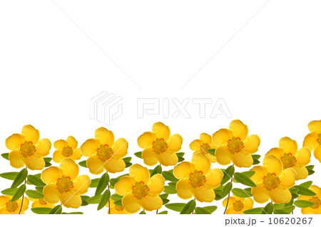 キンシバイのフレーム 10620267