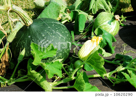 かぼちゃ 10620290