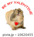 Valentine cavy 10620455