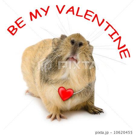 Valentine cavy Valentine cavy 10620455