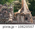 banyan rooting in Angkor stones 10620507