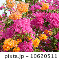 pink and orange bushes 10620511