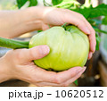 big tomato in hands 10620512