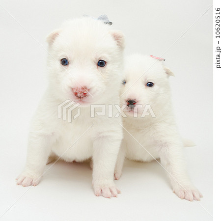 husky puppies 10620516