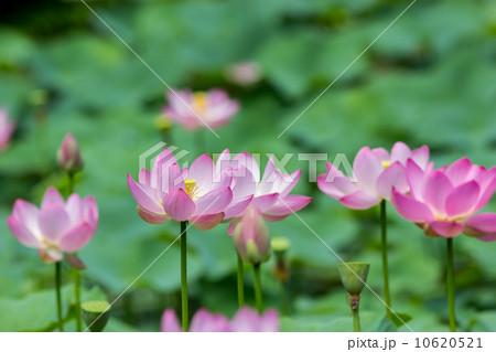 大賀ハス＠府中・寿中央公園 10620521