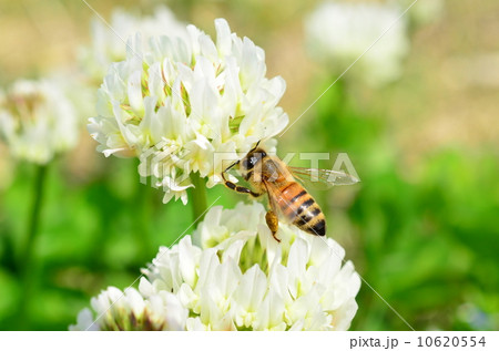 シロツメクサとミツバチ♪ 10620554