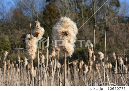 ガマの穂 10620775