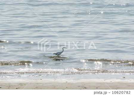 海辺のコサギ 10620782