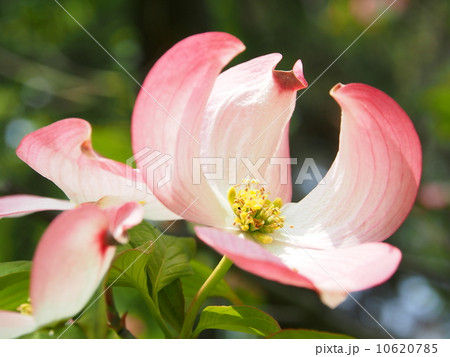 ハナミズキ 10620785