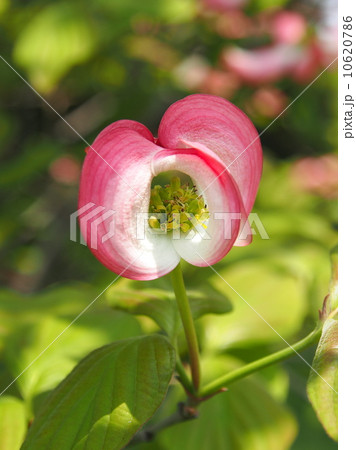 ハナミズキ 10620786