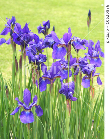サキガケアヤメ 10620836