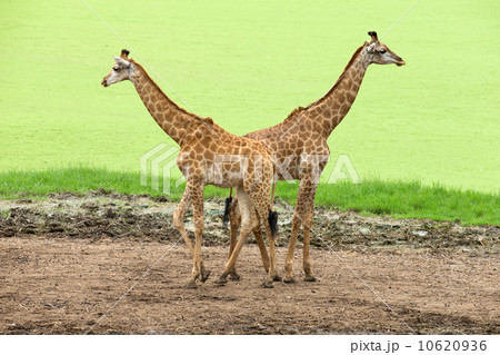 giraffes 10620936