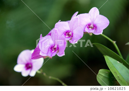 orchid 10621025