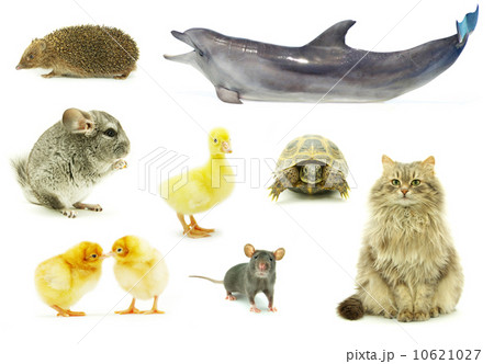 animal animal 10621027