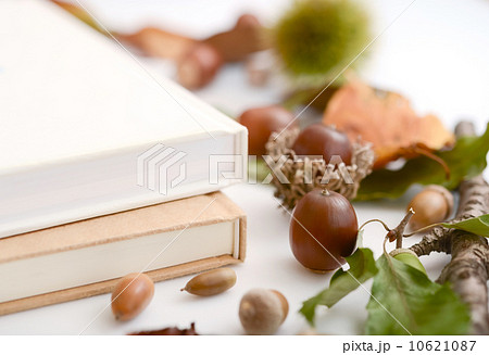 本とどんぐり 10621087