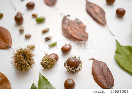 落ち葉とどんぐり　 10621091