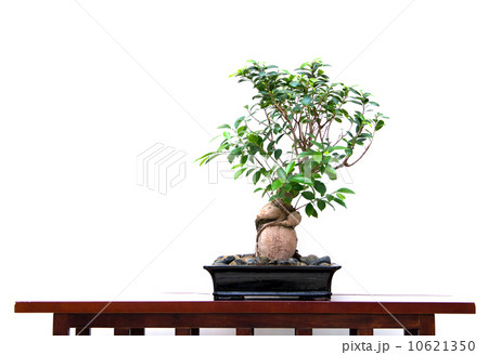 tree 10621350