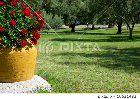 garden 10621432
