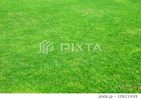 green grass green grass 10621439
