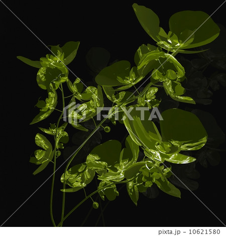 bouquet of  orchids 10621580