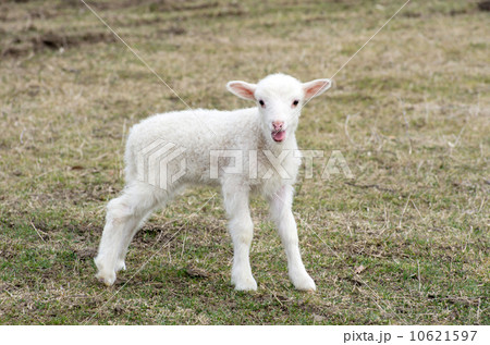 sheep 10621597