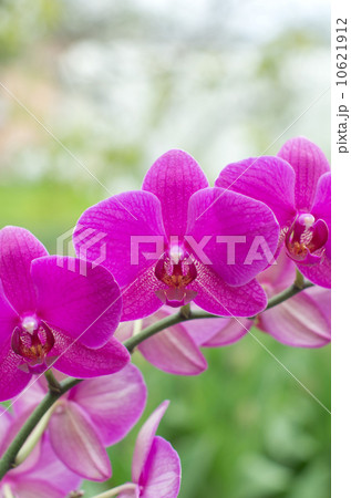 orchid orchid 10621912