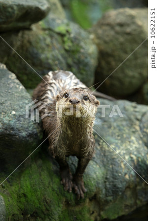 otter 10622151