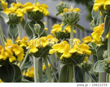 エルサレムセージの花 10622259