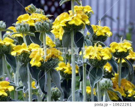 エルサレムセージの花 エルサレムセージの花 10622261