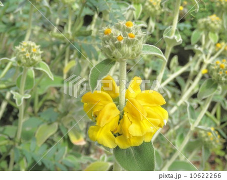 エルサレムセージの花 10622266