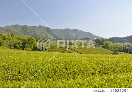 和束町の茶畑 10622294