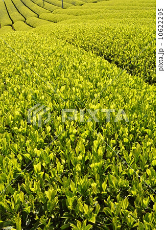 和束町の茶畑 10622295