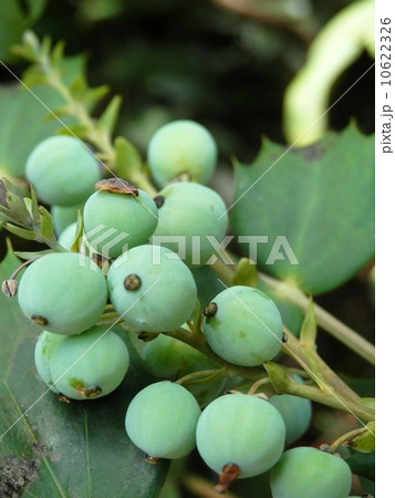 ヒイラギナンテンの実 10622326