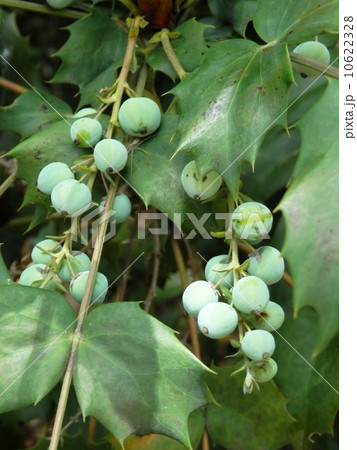 ヒイラギナンテンの実 10622328