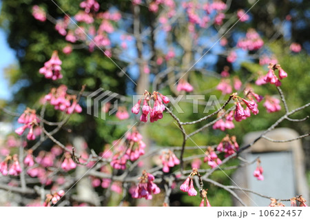 寒緋桜 10622457