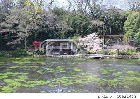 柿田川の風景 10622458