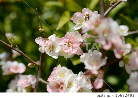 ボケの花 10622493