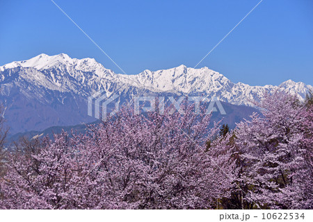 満開の桜と雪の北アルプス 満開の桜と雪の北アルプス 10622534