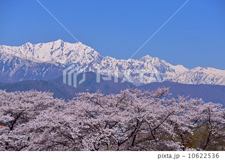 満開の桜と雪の北アルプス 満開の桜と雪の北アルプス 10622536