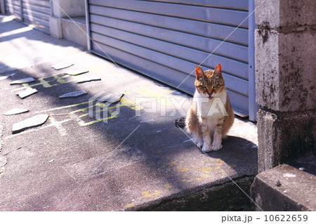 路地裏のネコ 10622659