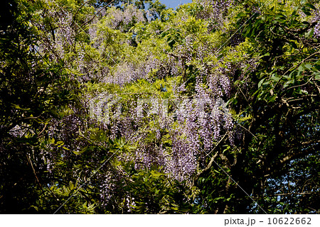 ヤマフジ 10622662