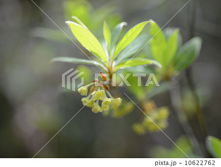 クロモジ クロモジ 10622762